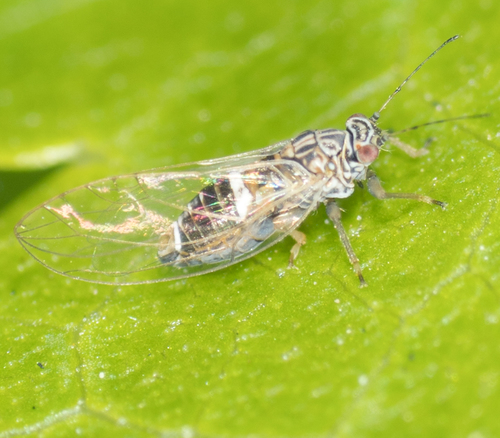 Potato Psyllid photo 6