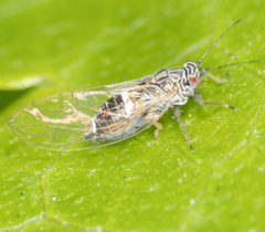 Bactericera cockerelli