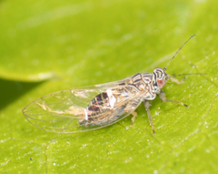 Bactericera cockerelli