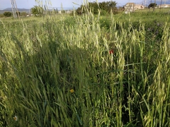 Arrhenatherum elatius