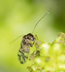 Propsocus pulchripennis