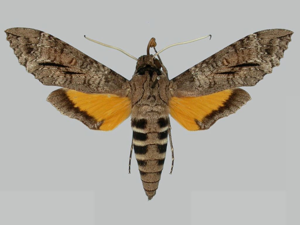 Isognathus allamandae