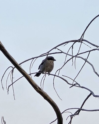 Loggerhead Shrike