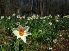 Narcissus poeticus