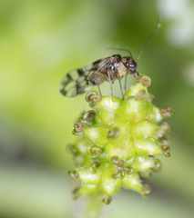 Propsocus pulchripennis