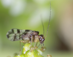 Propsocus pulchripennis