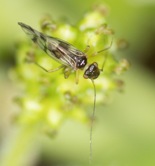 Propsocus pulchripennis