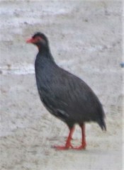 Pternistis afer castaneiventer