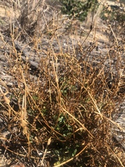 Pelargonium tabulare
