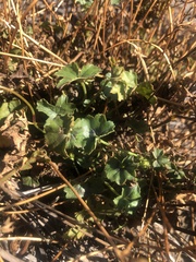 Pelargonium tabulare