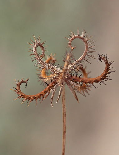 Koelpinia linearis, 2026-06-14