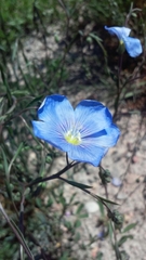 Linum perenne