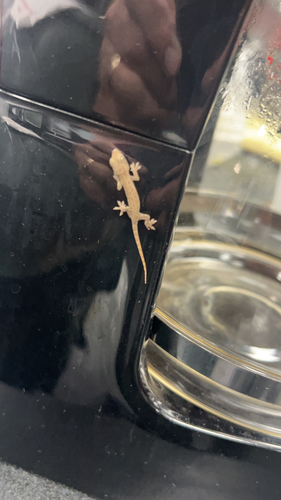 Hemidactylus frenatus observed 2026-08-05