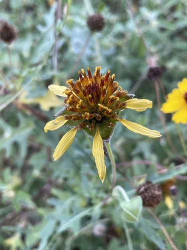 Tetragonotheca texana, 2026-07-30