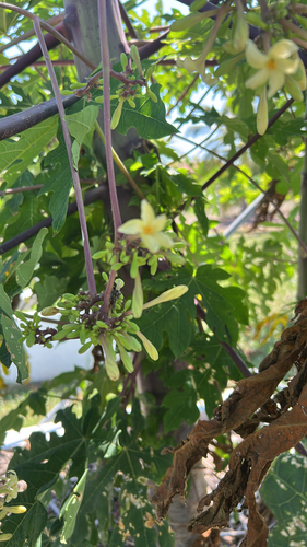 Papaya (Carica papaya)
