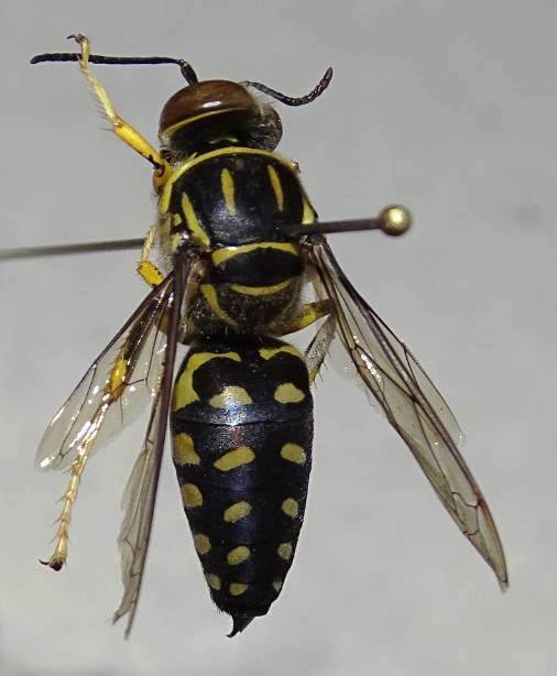 Stictia maculata