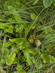 Caltha leptosepala, photograph (c) i like lizards, some rights reserved (CC BY)
