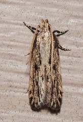 Spinitibia hodgesi