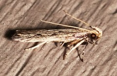 Spinitibia hodgesi