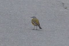 Motacilla flava flava