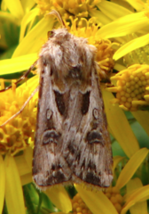 Agrotis vestigialis