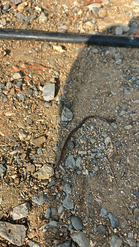 Brahminy Blindsnake (Indotyphlops braminus)