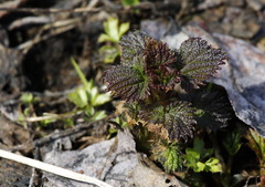Urtica platyphylla