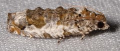 Proteoteras naracana