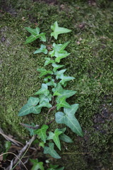 Hedera helix