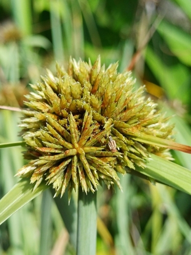 Cyperus planifolius, 2026-08-04
