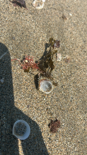 Pilosabia trigona (Pilosabia trigona)