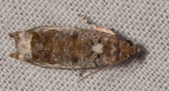 Proteoteras naracana