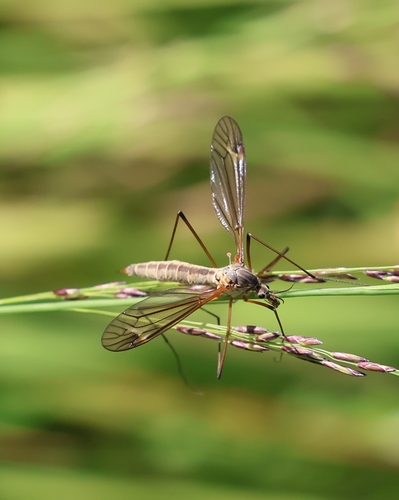 Prionocera turcica