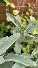 Araneus diadematus