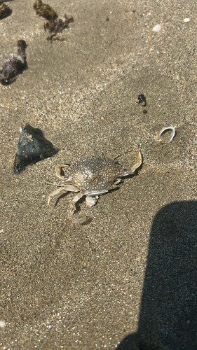 Pacific Speckled Crab (Arenaeus mexicanus)