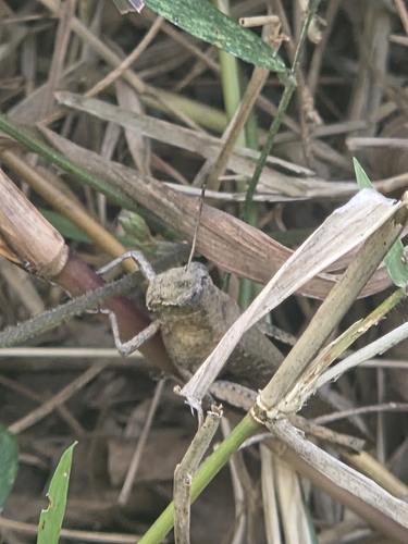Abracris flavolineata