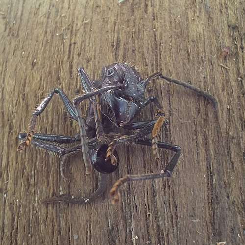 Bullet Ant