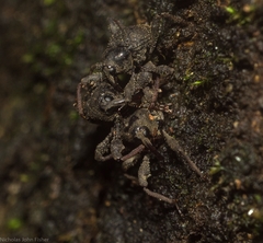 Onidistus araneus