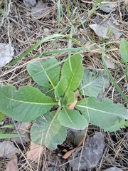 Verbascum lychnitis
