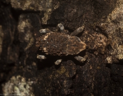 Poropterus bisignatus