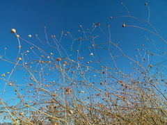 Asteroideae