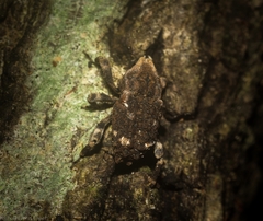 Poropterus bisignatus