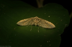 Addaea subtessellata