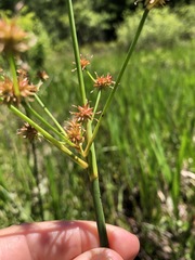 Juncus polycephalus