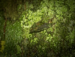 Sorolopha delochlora