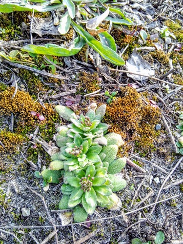 Woodland draba (Draba nemorosa)