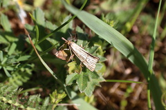 Thisanotia chrysonuchella