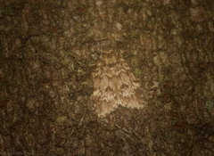 Scaphidriotis xylogramma