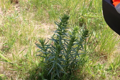 Lithospermum officinale