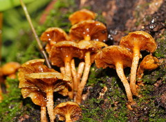 Pholiota squarrosipes